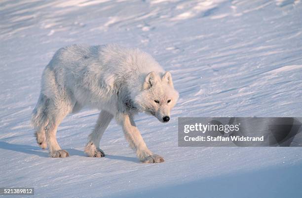 arctic gray wolf walking on snow - arctic wolf 個照片及圖片檔