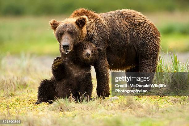 female grizzly bear with first year cub in katmai national park - bärenjunges stock-fotos und bilder