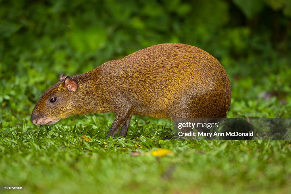 Central American Agouti, Dasyprocta punctata, Costa Rica. Large, beagle-sized rodent feeding on seeds along the edge of jungle floor.