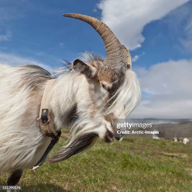 portrait of goat, goat farm, iceland - goat wearing collar stock-fotos und bilder