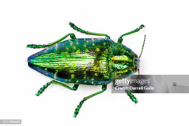 polybothris sumptuosa sumptuosa top view of this jewel beetle - käfer stock-fotos und bilder