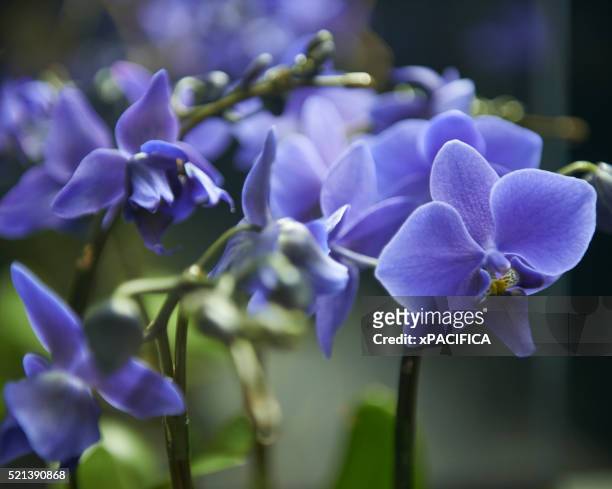 phalaenopsis moth orchid - orchids of asia - fotografias e filmes do acervo