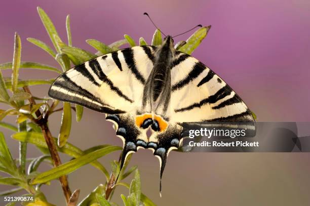 scarce swallowtail butterfly - scarce swallowtail butterfly stock pictures, royalty-free photos & images
