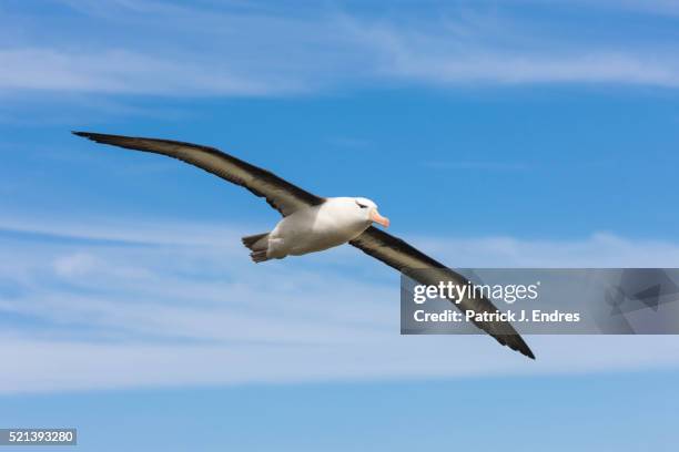 albatross in flight - albatros - fotografias e filmes do acervo