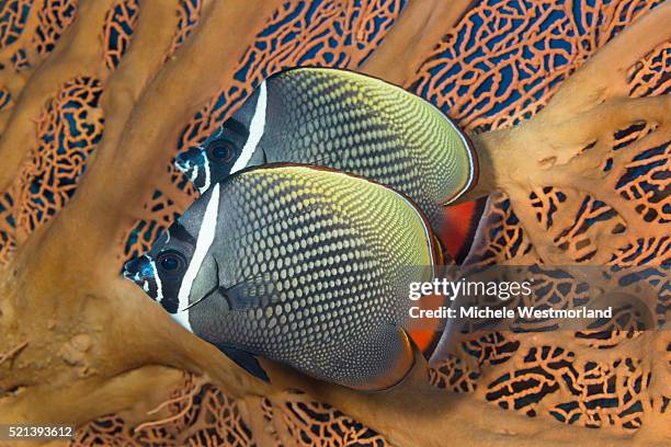Collared Fish Fish Collar Photos and Premium High Res Pictures - Getty Images