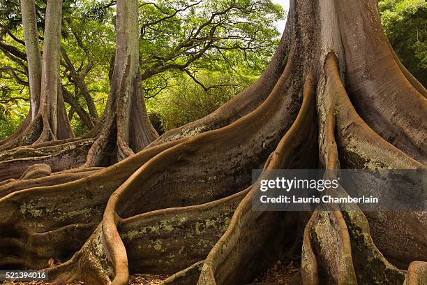 moreton bay fig tree, national tropical botanical garden, allerton garden - fig tree fotografías e imágenes de stock