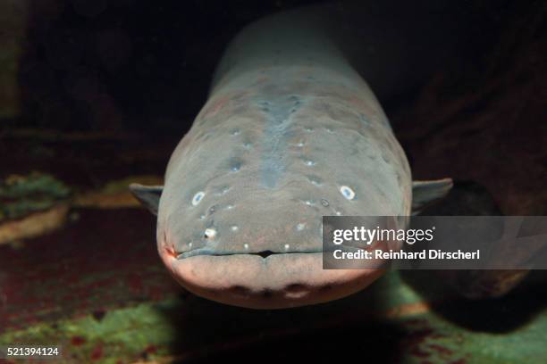 electric eel, venezuela - electric eel stockfoto's en -beelden