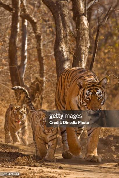 tigress panthera tigris tigris with cubs, ranthambore national park, rajasthan, india - ranthambore national park stockfoto's en -beelden
