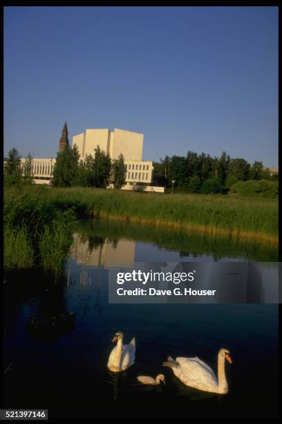 swans in pond near finlandia hall - alvar aalto stock pictures, royalty-free photos & images