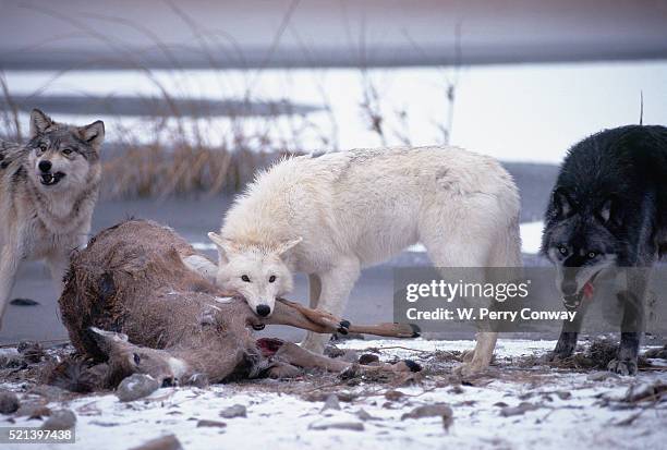 wolf pack eating deer carcass - dead deer fotografías e imágenes de stock