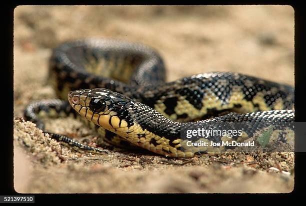 madagascar hognose snake - hognose snake stock-fotos und bilder