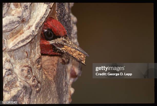 red-breasted sapsucker with wood shavings in mouth - d ca stock pictures, royalty-free photos & images