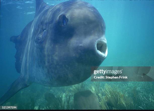 mola mola - ocean sunfish - sunfish imagens e fotografias de stock