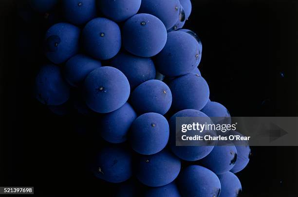 close-up of cabernet sauvignon grapes - red grape bildbanksfoton och bilder