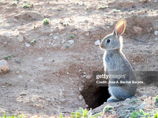 rabbit hole. a wild rabbit next to its burrow. ( species oryctolagus cuniculus.) - rabbit burrow stock-fotos und bilder