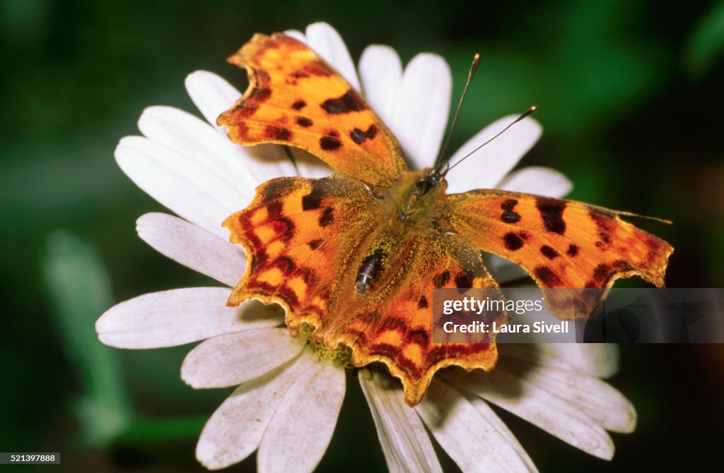 Comma Butterfly