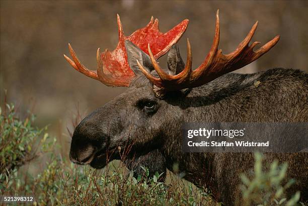 moose shedding velvet - moose swedish stock pictures, royalty-free photos & images