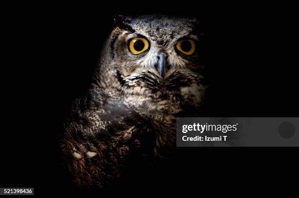 great horned owl - gufo foto e immagini stock