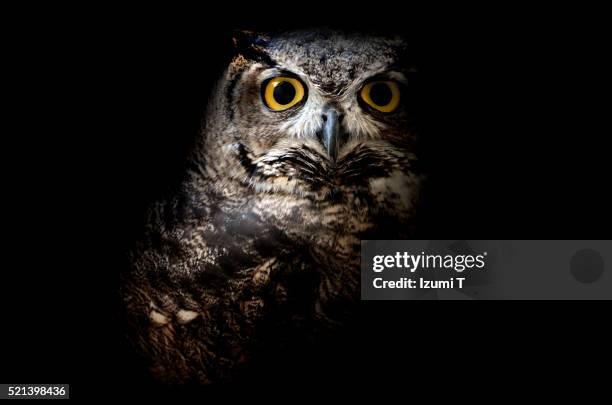 great horned owl - ワシミミズク ストックフォトと画像