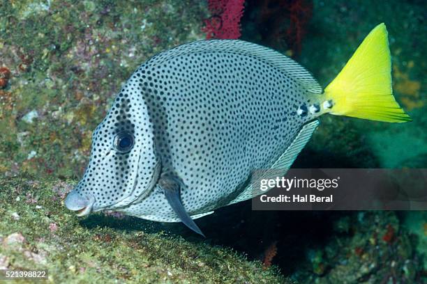 yellow surgeonfish (prionurus punctatus) cabo san lucas, mexico - pesce chirurgo foto e immagini stock