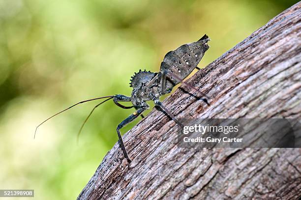 assassin bugs - kissing bug fotografías e imágenes de stock