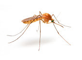 Anopheles mosquito.