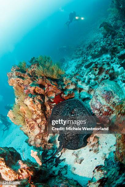 marbeled ray (taeniura meyeni) in motion with divers in the background, darwin island and arch, galapagos islands, ecuador. - galapagos isle stock-fotos und bilder