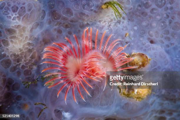 red tube worm (serpula vermicularis), cap de creus, costa brava, spain - red tube worm stock pictures, royalty-free photos & images