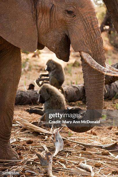 elephant and baboon - baboon stock pictures, royalty-free photos & images