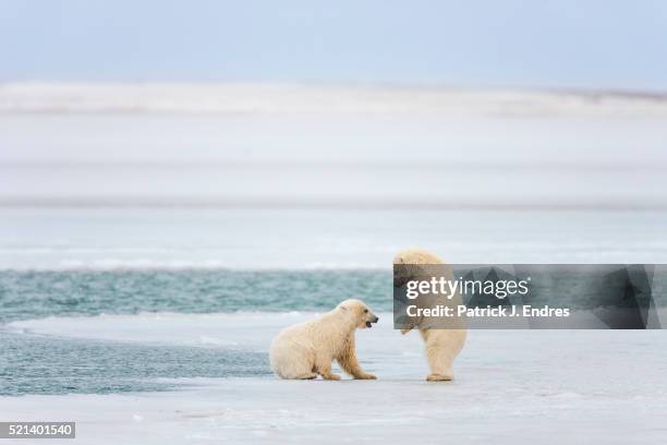 polar bear cubs play on ice - cub stock pictures, royalty-free photos & images