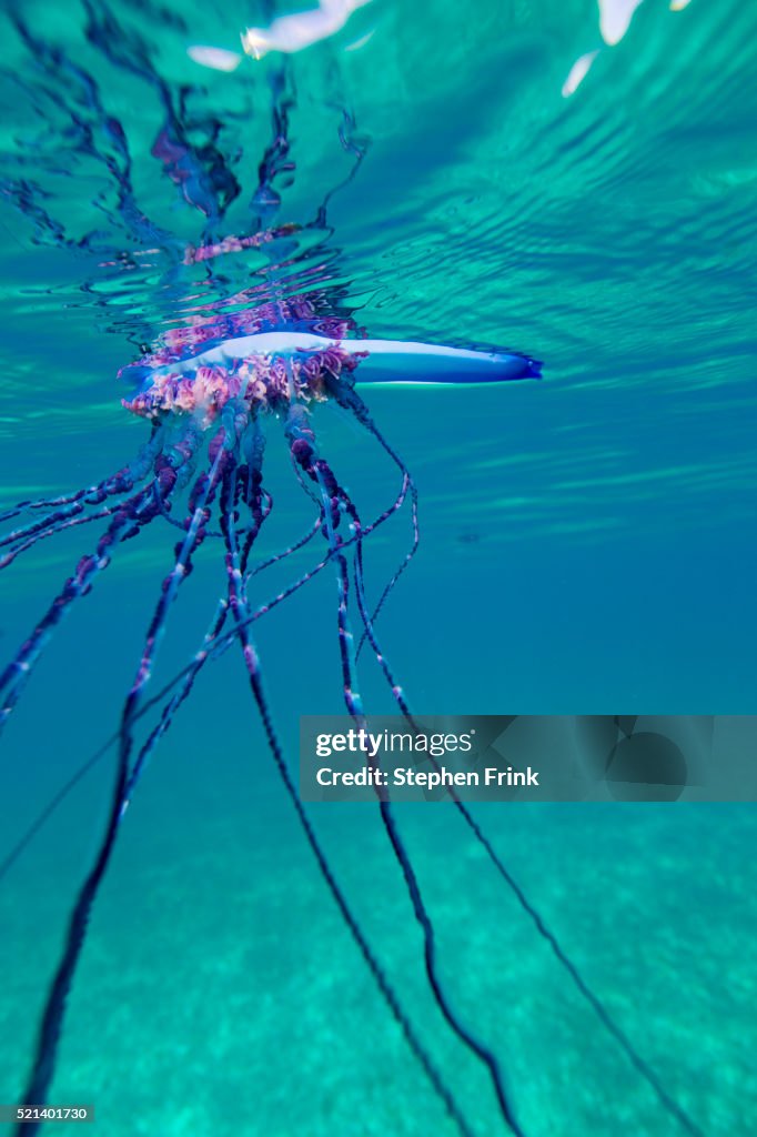 Wind-driven bubble of Portuguese man o'war (Physalia physalis).