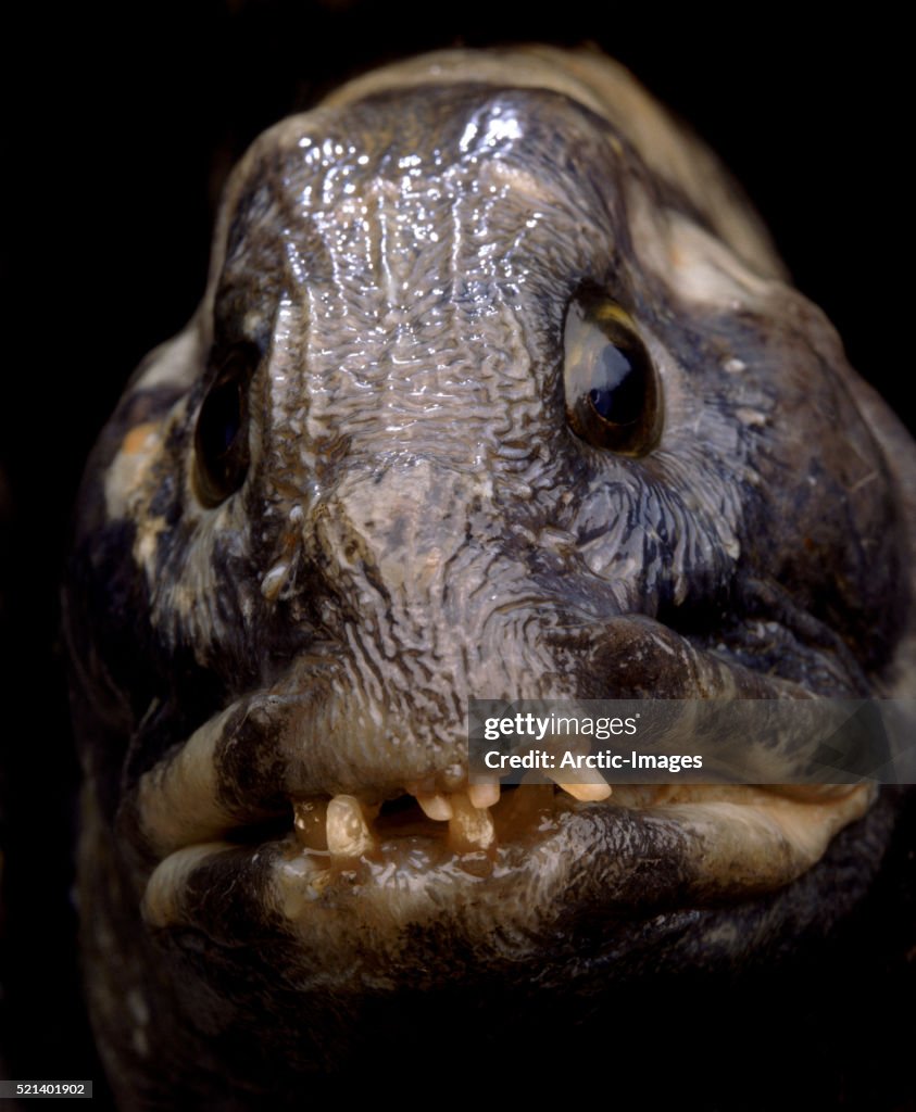 Atlantic wolffish, Iceland