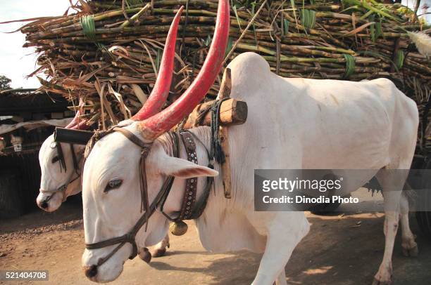 Bullock Cart Carrying Sugarcane Crops Indapur Near Solapur Maharashtra  India High-Res Stock Photo - Getty Images