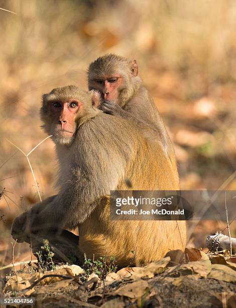 rhesus macaque mutual grooming - rhesus macaque stock pictures, royalty-free photos & images