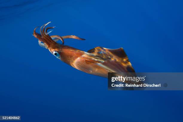 veined kalmar, loligo forbesi, azores, atlantic ocean, portugal - calamares stock-fotos und bilder