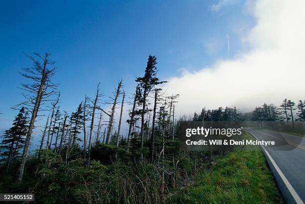 trees damaged from acid rain - stripped forest stock pictures, royalty-free photos & images