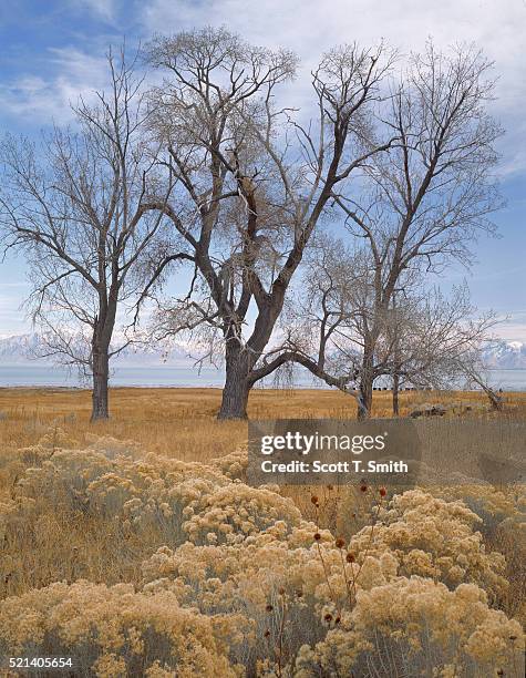 cottonwoods on the lakeshore - rabbit brush stock pictures, royalty-free photos & images