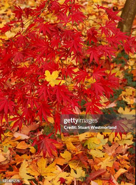 crimson japanese maple tree among fallen leaves - washington park arboretum stock-fotos und bilder