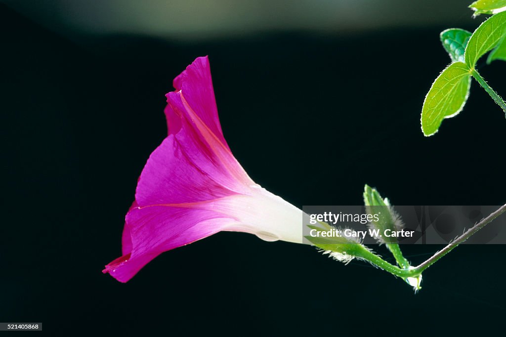 Morning Glory in Bloom