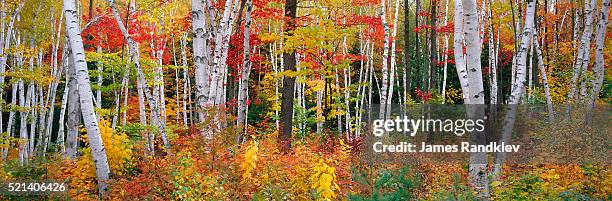 autumn in shelburne forest - birch forest stock-fotos und bilder