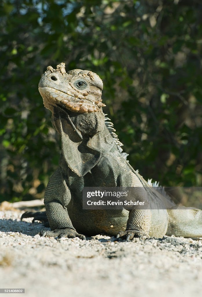 Rhinoceros Iguana Endemic Reptile Dominican Republic High Res Stock rhinoceros-iguana-endemic-reptile-dominican-republic-high-res-stock