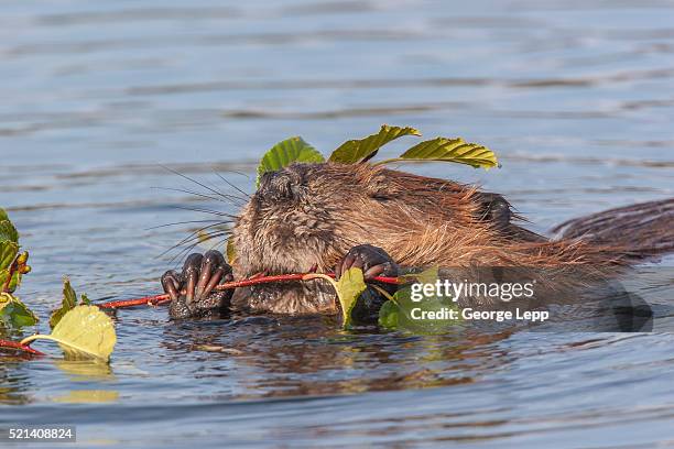 north american beaver - beaver foto e immagini stock