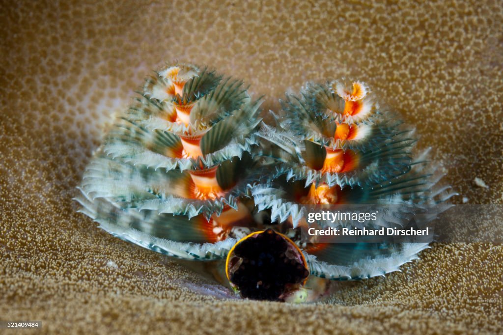 Blue Christmas Tree Worm, Indonesia