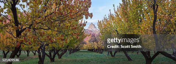 orchard in fruita - apricot tree stock pictures, royalty-free photos & images