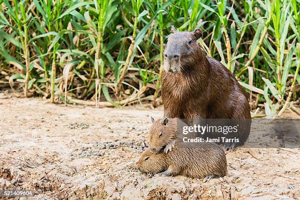 Capybara With Rondo Capybara Rodent Photos and Premium High Res Pictures - Getty Images