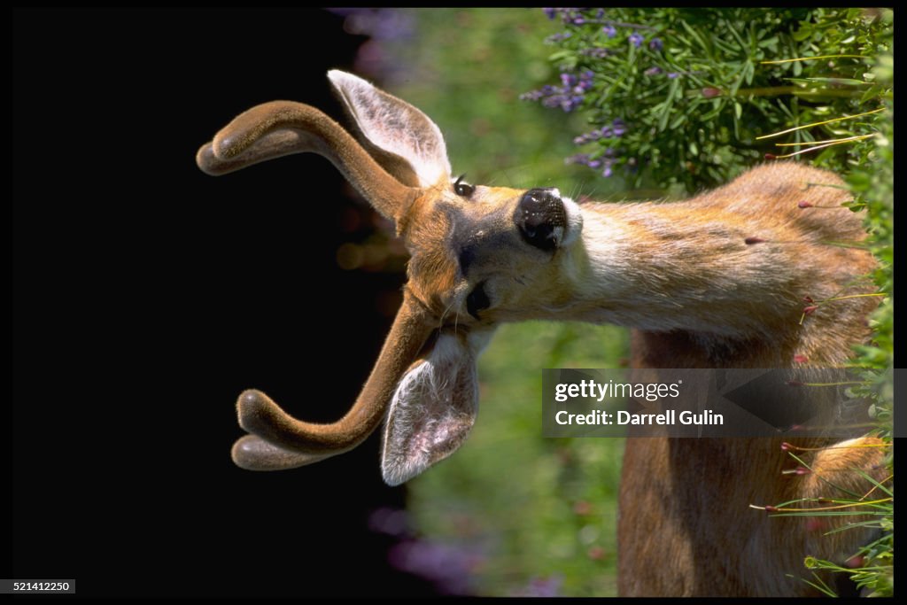 Black-Tail Buck