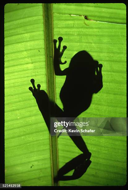 smilisca tree frog shadow on leaf - frog silhouette stock pictures, royalty-free photos & images