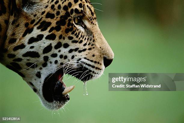 close-up view of jaguar - jaguar teeth stock pictures, royalty-free photos & images