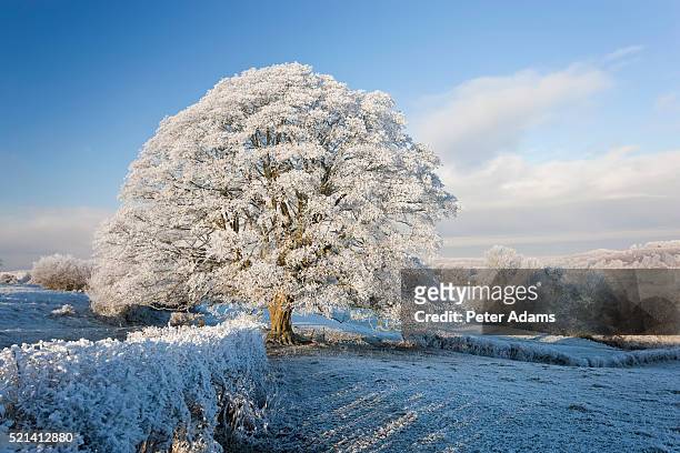 snow covered tree on downham hill, uley, gloucestershire, uk - south west england stock pictures, royalty-free photos & images
