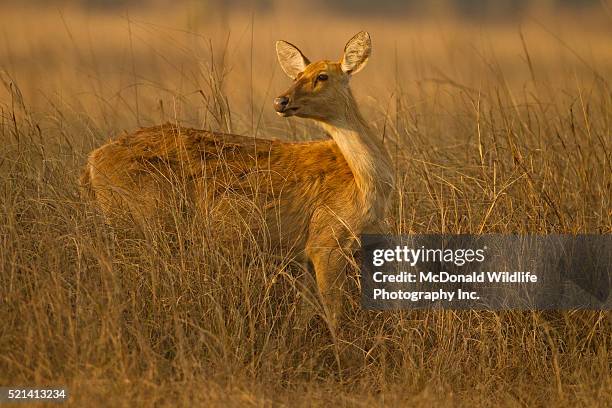 Barasinghs Images Barasingha Photos and Premium High Res Pictures - Getty Images